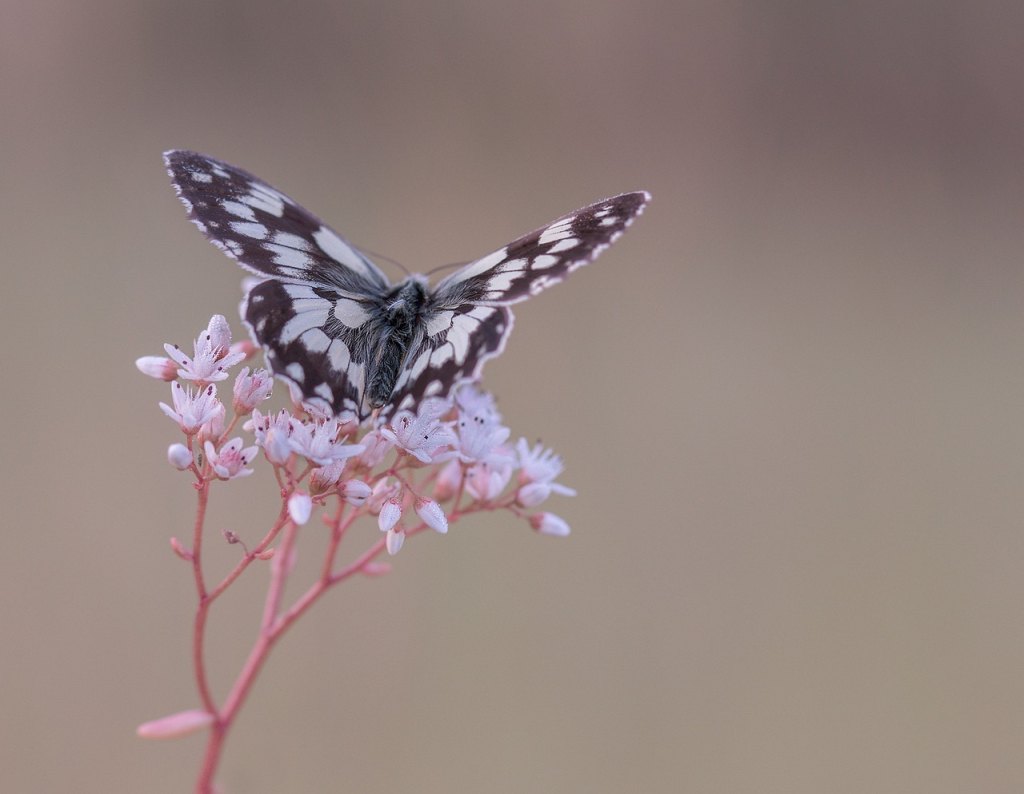 Schmetterling auf einer Blüte