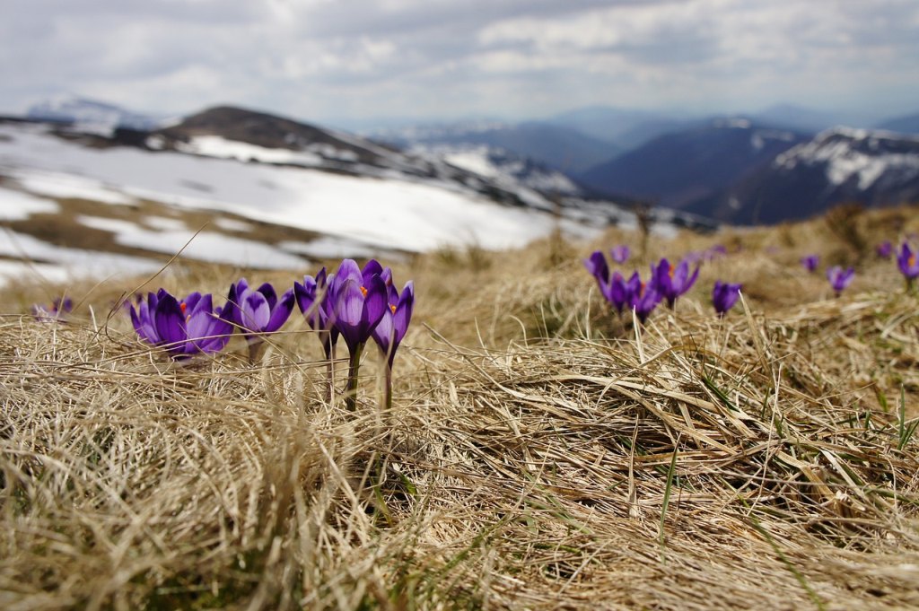 Blühende Krokus, Berge im Hintergrund