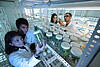 Forscher*innen prüfen in einem Labor gezüchtete Pflanzen.